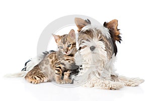 Biewer-Yorkshire terrier puppy and bengal kitten sitting together. isolated on white