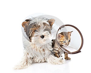 Biewer-Yorkshire terrier puppy and bengal kitten wearing a funnel. isolated on white