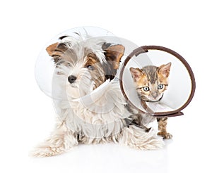 Biewer-Yorkshire terrier puppy and bengal kitten wearing a funnel on white