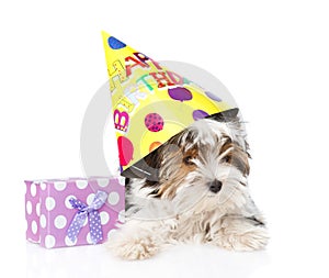 Biewer-Yorkshire terrier puppy with birthday hat and gift box. isolated on white