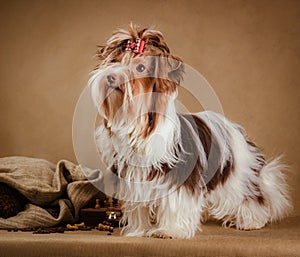 Biewer yorkshire terrier puppy on brown background