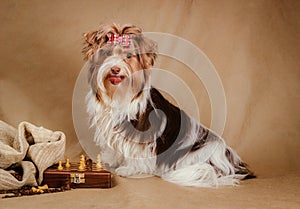 Biewer yorkshire terrier puppy on brown background