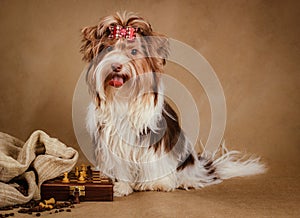 Biewer yorkshire terrier puppy on brown background