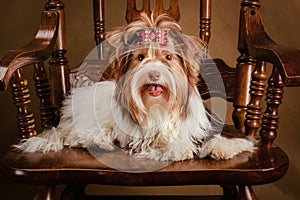 Biewer yorkshire terrier puppy on a chair