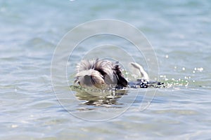 Biewer Yorkshire Terrier puppy dog swims in a crystal clear sea