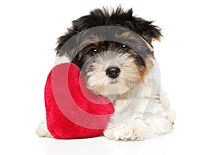 Biewer Yorkshire Terrier puppy with red toy