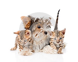 Biewer-Yorkshire terrier puppy and two bengal kittens. isolated