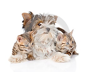 Biewer-Yorkshire terrier puppy and two bengal kittens. isolated