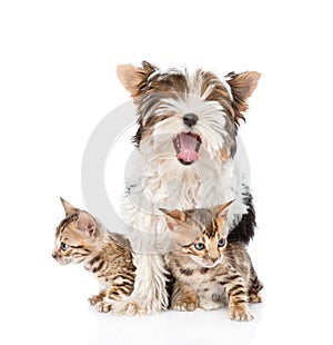 Biewer-Yorkshire terrier puppy and two bengal kittens. isolated