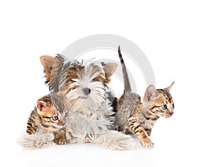 Biewer-Yorkshire terrier puppy and two bengal kittens. isolated