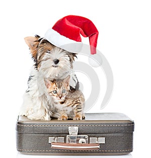 Biewer-Yorkshire terrier in red christmas hat and bengal cat sitting on a bag. on white background