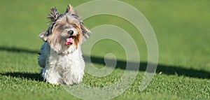 Biewer Yorkshire Terrier running in grass