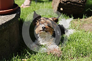 Biewer Yorkshire Terrier sadly watching garden. Biewer terrier relax in the shadow. Outdoor activity. Lifestyle in mountain. Dog