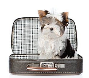 Biewer-Yorkshire terrier sitting in open bag. isolated on white