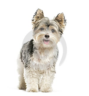 Biewer Yorkshire Terrier, 3 years old