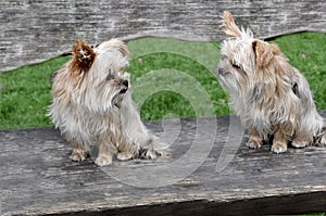 Biewer yorksire terriers a new breed of dogs