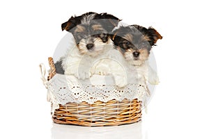 Bieweryork puppies in wicker basket