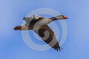 BIF Migrating Greylag goose