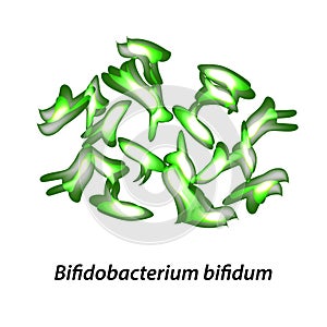 Bifidobacteria. Bifidobacterium bifidum. Probiotic, lactobacillus, bifidobacterium, probiotic, prebiotic. Infographics photo