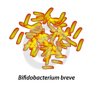 Bifidobacteria. Bifidobacterium breve. Probiotic, lactobacillus, bifidobacterium, probiotic, prebiotic. Infographics
