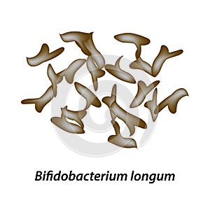Bifidobacteria. Bifidobacterium longum. Probiotic, lactobacillus, bifidobacterium, probiotic, prebiotic. Infographics