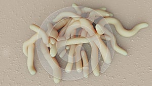 Bifidobacterium 3d illustration