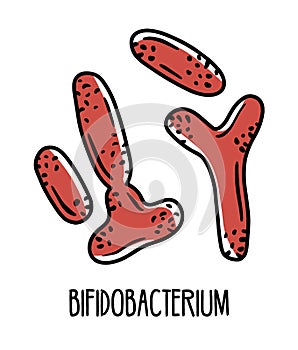 Bifidobacterium anaerobic bacteria in the human intestinal microflora