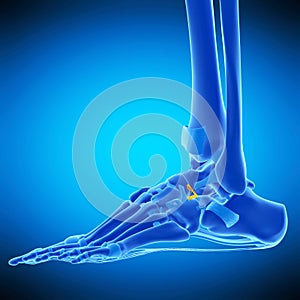 The bifurcate ligament