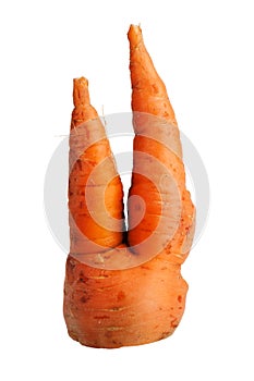 Bifurcated crooked carrot