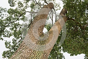Bifurcated trunk
