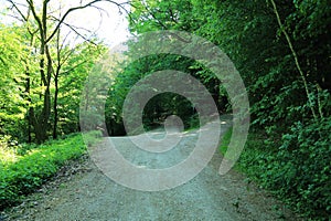 Bifurcating forest trail with deciduous vegetation