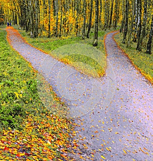 Bifurcation of a footpath in the park in autumn, evening landscape
