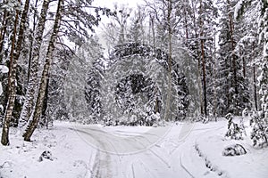 Bifurcation of road in the winter forest