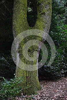 Bifurcation or tree fork of broadleaf tree trunk