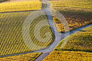 Bifurcation in the vineyard at fall season