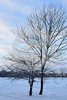 Teo trees in a winter