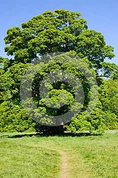 Big Acer tree on a sunny day