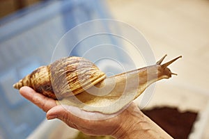 Big achatina snail sits on the hand