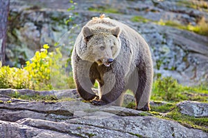 Big adult brown bear in the sunset