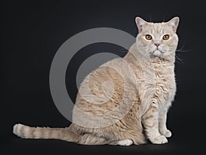 Big adult cream British Shorthair cat isolated on black background