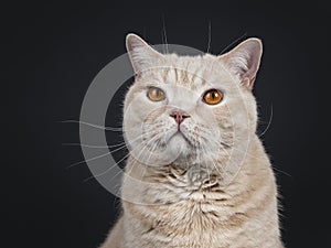 Big adult cream British Shorthair cat isolated on black background