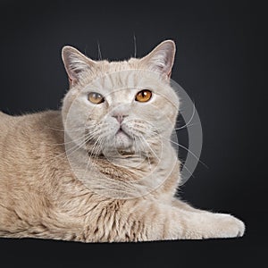 Big adult cream British Shorthair cat isolated on black background