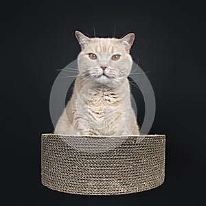 Big adult cream British Shorthair cat isolated on black background