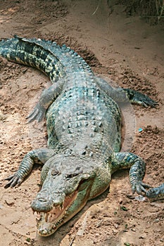 Big adult crocodile laying on the sand with open mouth with many theeth. Natural outdoor Zoo, Thailand.