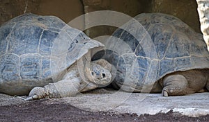 Big adult Galapagos tortoise or Chelonoidis niger turtle resting on sand