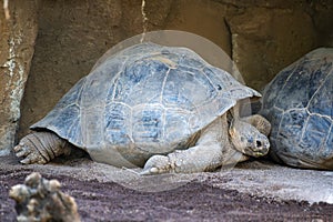 Big adult Galapagos tortoise or Chelonoidis niger turtle resting on sand