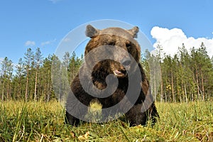 Big adult male browm bear at close, wide angle view photo