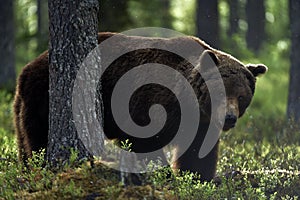 Big Adult Male of Brown bear in the summer forest. Scientific name: Ursus arctos. Natural habitat