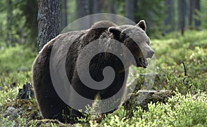 Big Adult Male of Brown bear in the summer forest. Scientific name: Ursus arctos. Natural habitat