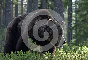 Big Adult Male of Brown bear in the summer forest. Scientific name: Ursus arctos. Natural habitat